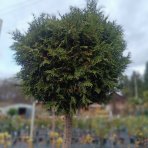 Tuja západná (Thuja occidentalis) ´BRABANT´ - výška 200-220 cm, kont. C90L - NA KMIENKU